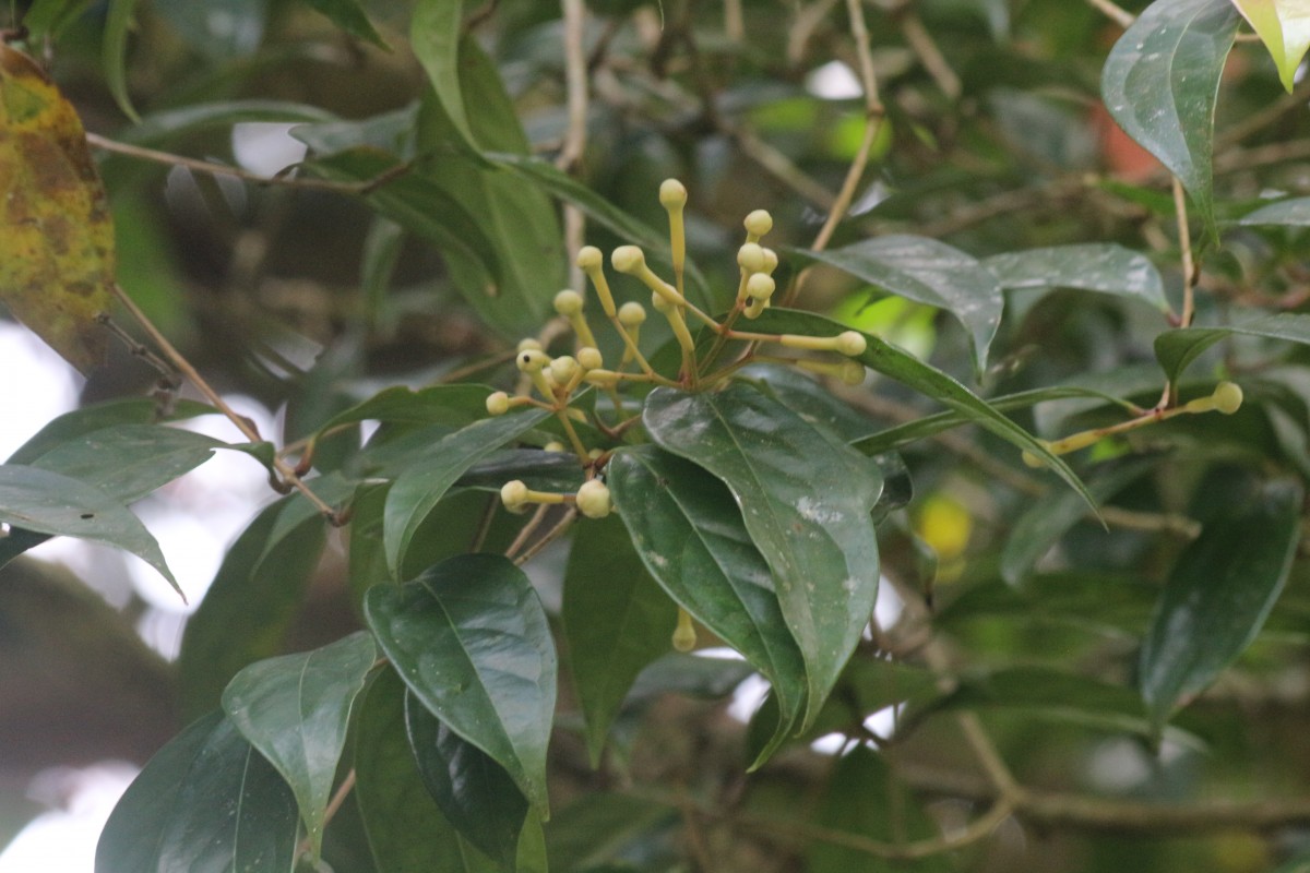 Syzygium cylindricum (Wight) Alston